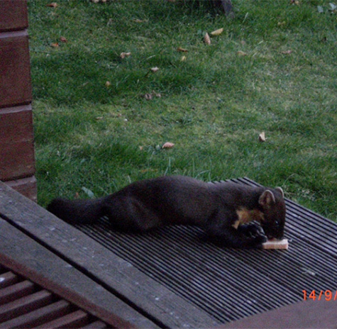 pine marten Scotland
