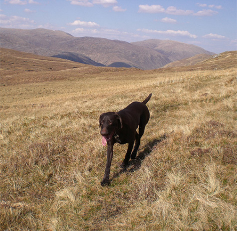 walk in the hills Five Sisters Scotland
